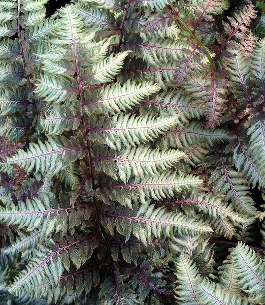 Athyrium niponicum 'Pewter Lace'